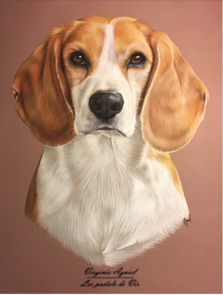 Бигль пастелью