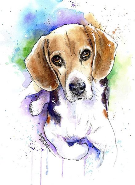 Бигль акварель