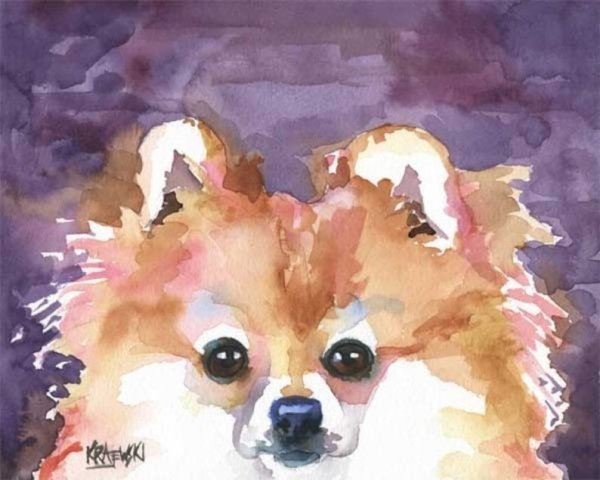 Шпиц акварелью