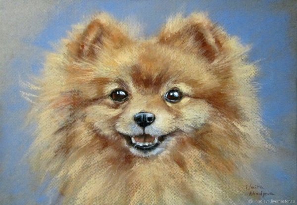 Шпиц картина