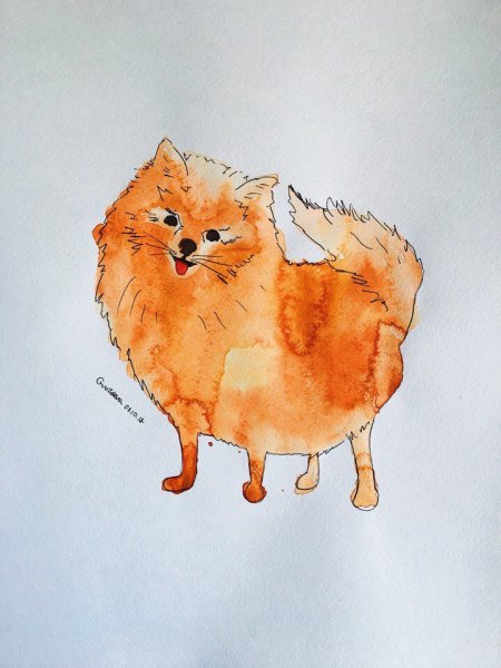 Немецкий шпиц акварелью