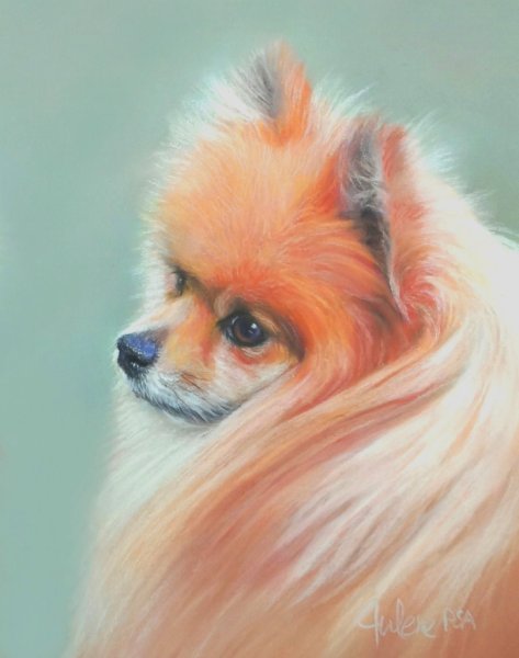 Померанский шпиц акварелью