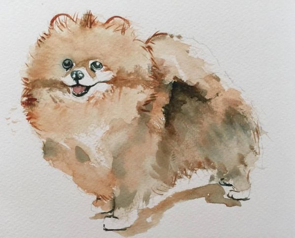 Шпиц акварелью