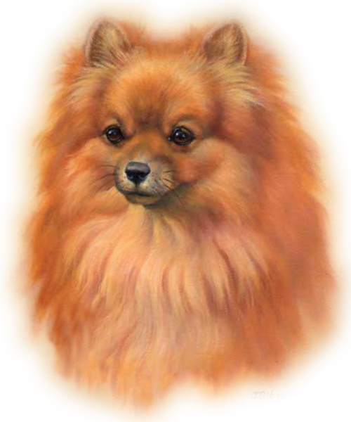 Померанский шпиц портрет