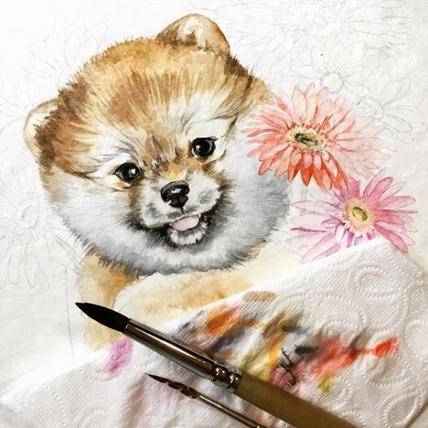 Шпиц рисунок акварелью