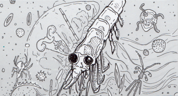 Планктон раскраска животный