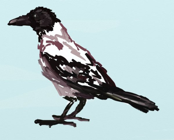 Ворона гуашью