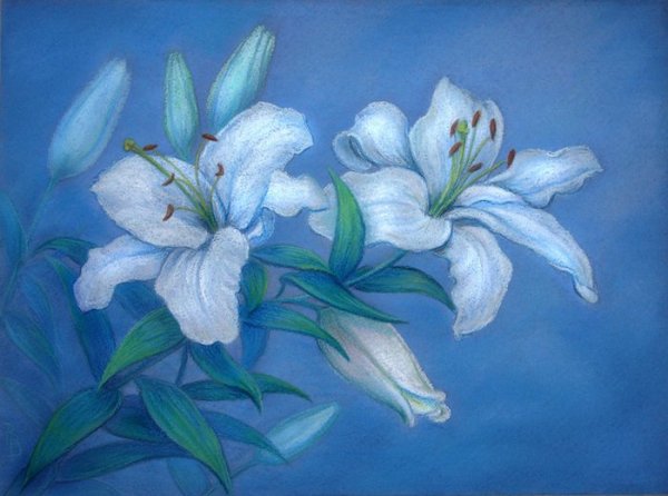Лилии масляной пастелью