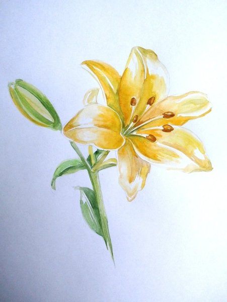Акварель Лилия Этюд