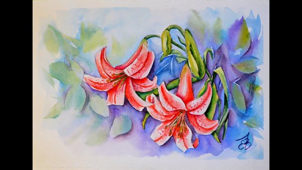 Лили акварель