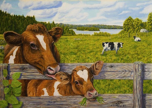 Корова летом