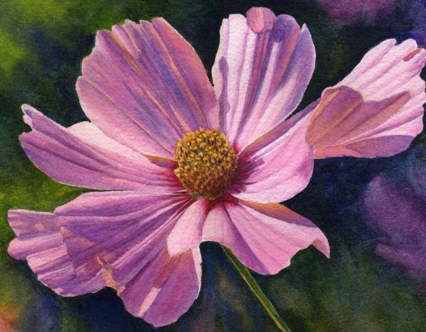 Космеи цветы акварелью