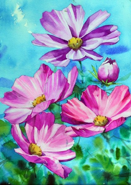 Цветы космея акварелью