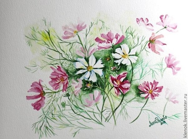 Акварельные цветы космея