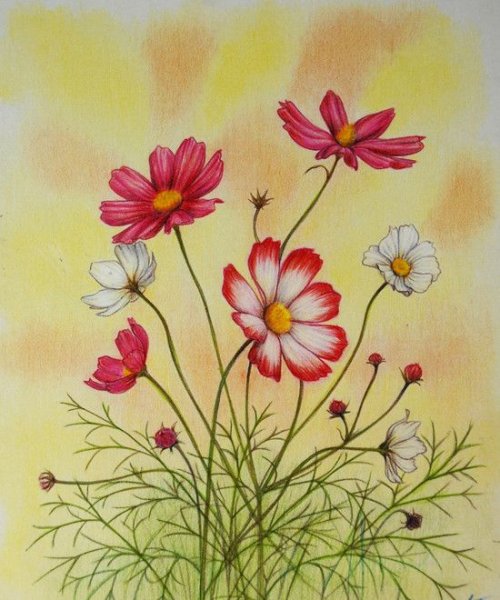 Нарисовать космею