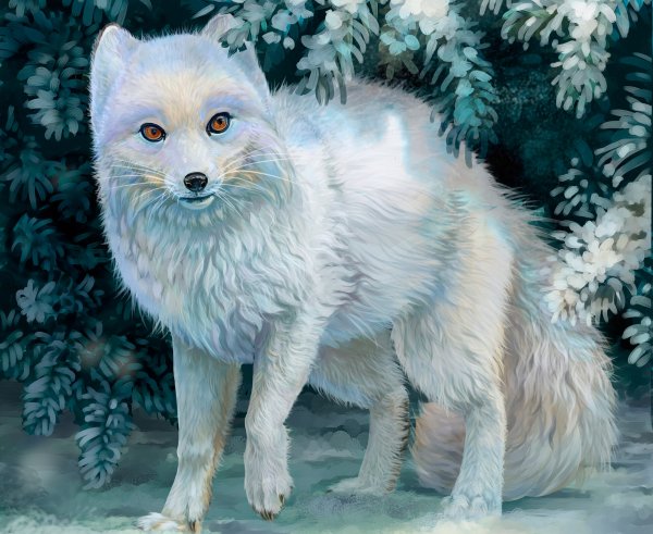 ВИКИФУР песец