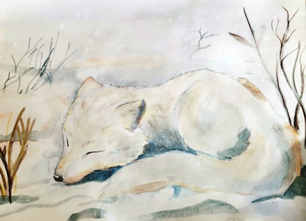Белый песец акварелью