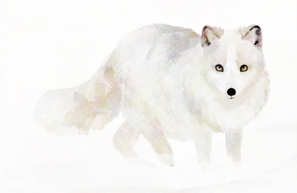 Песец на белом фоне