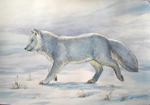 Картина песец для детей