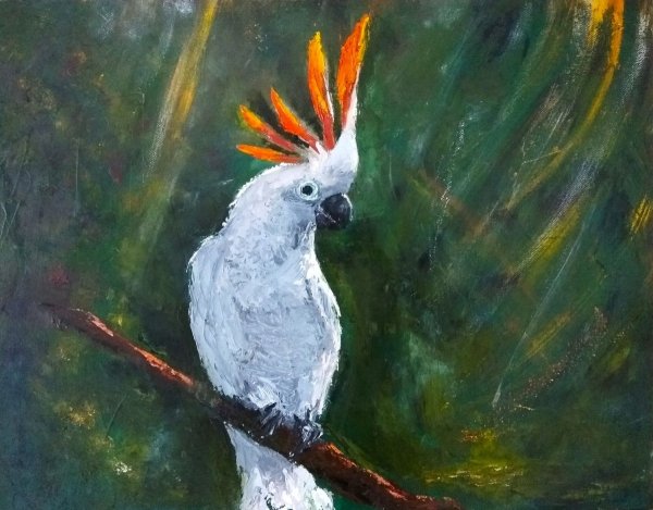 Попугай Какаду рисунок