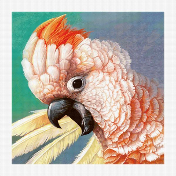 Какаду гуашью