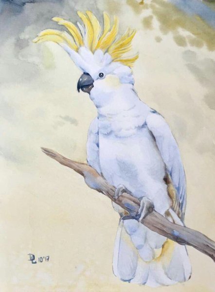 Попугай Какаду акварель