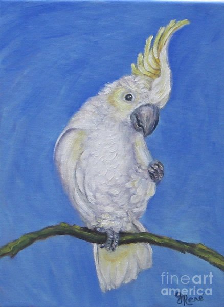 Попугай Какаду рисунок