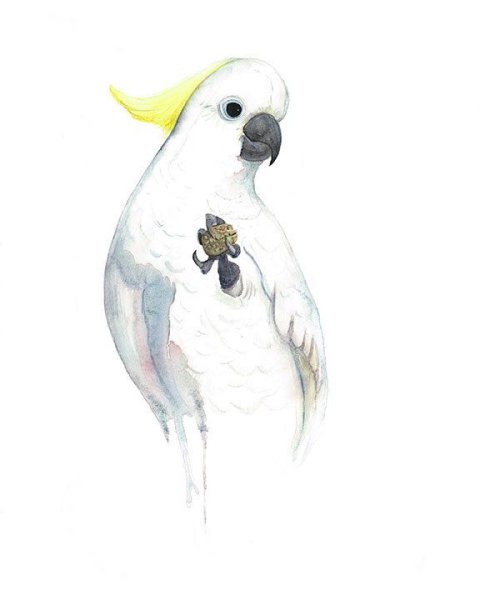 Какаду акварель