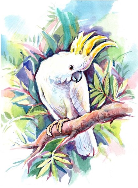 Попугай Какаду контур
