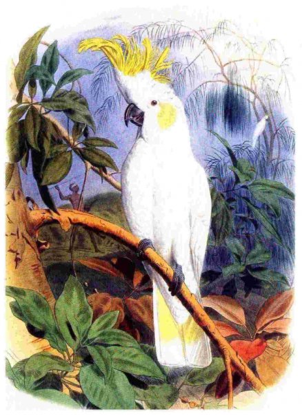 Попугай Какаду цветными карандашами