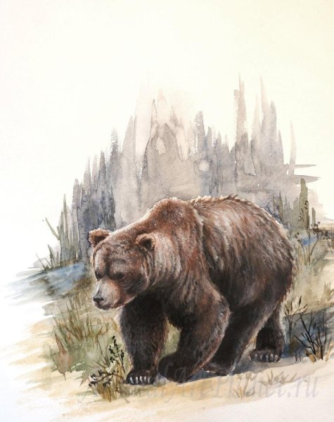 Медведь красками