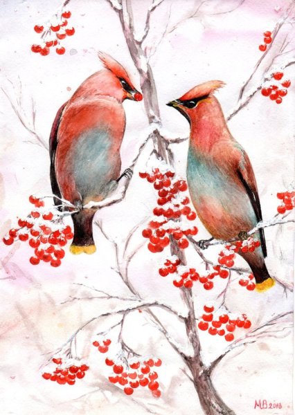 Рябинка свиристель акварель