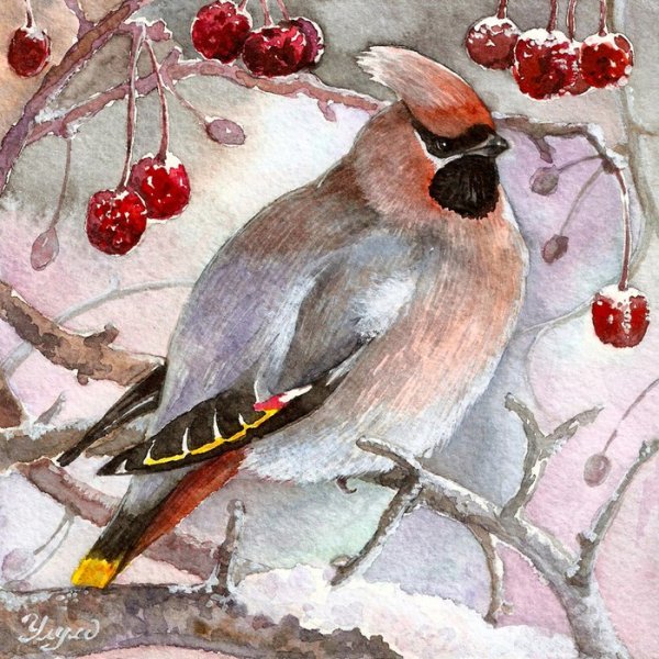 Свиристель акварелью