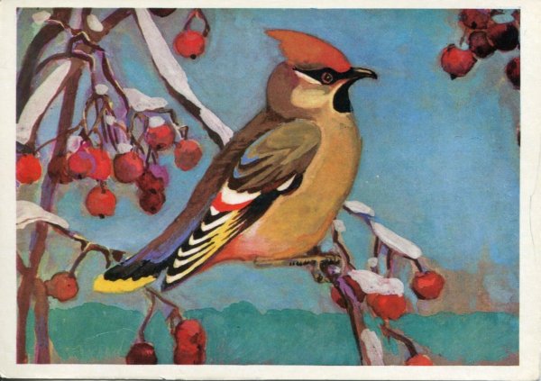 Рисунок свиристели