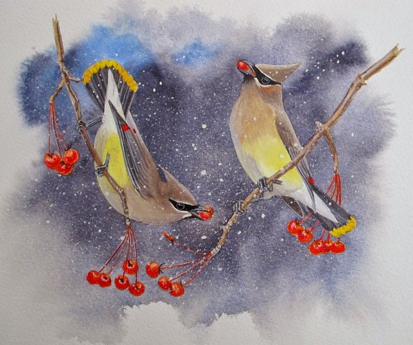 Свиристель картина живопись акварель