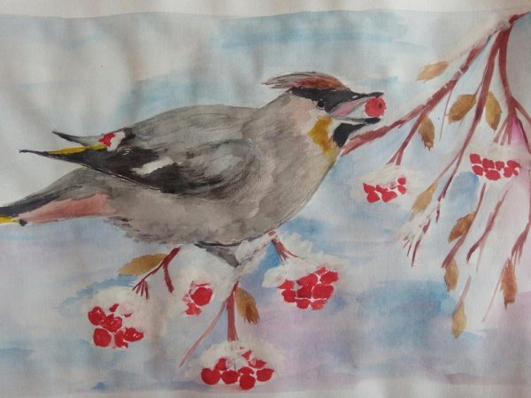 Свиристель птицы Башкирии конкурс