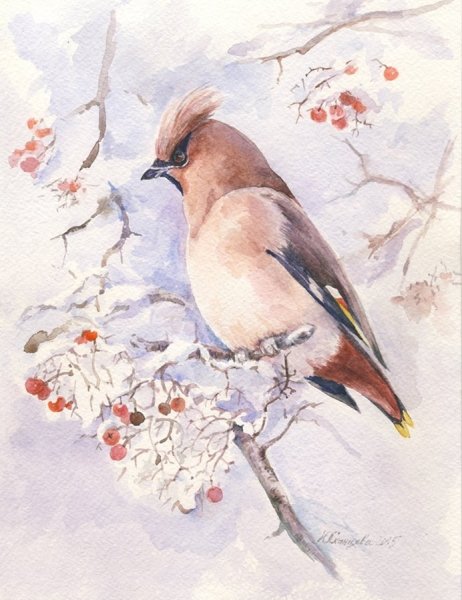 Свиристель картина живопись акварель