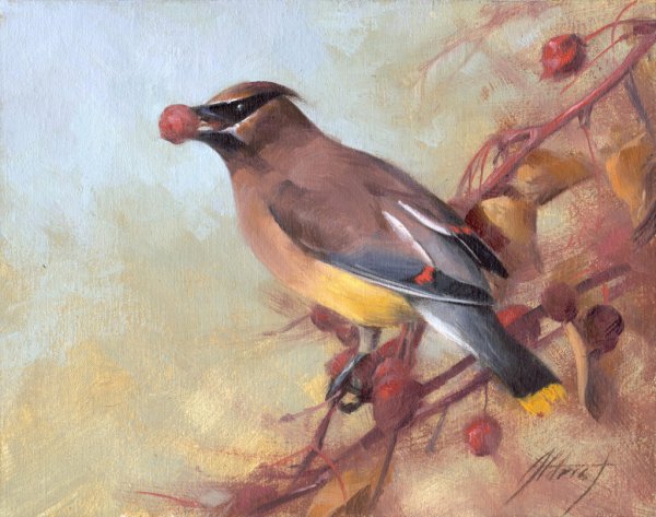 Свиристель картина живопись акварель