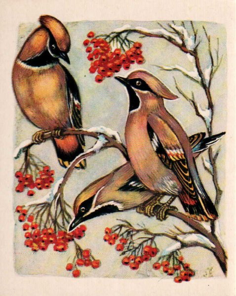 Художник а.н.комаров свиристели