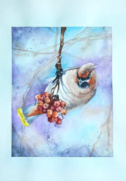 Свиристель акварелью