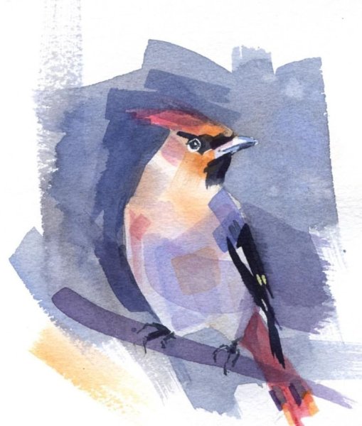 Свиристель птица акварель