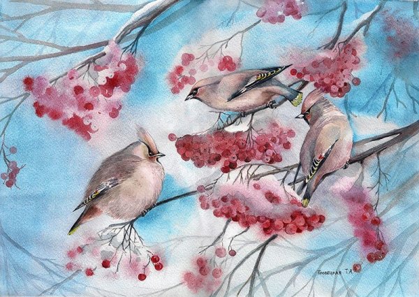 Свиристель птица акварель