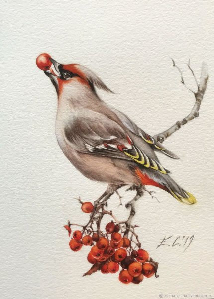 Свиристель картина живопись акварель