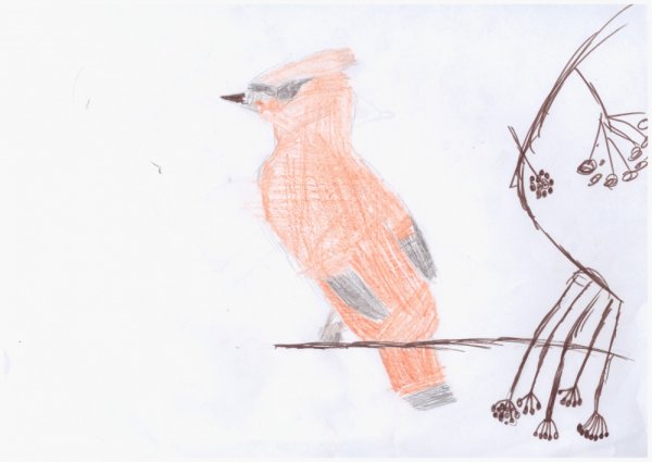 Свиристель рисунок карандашом
