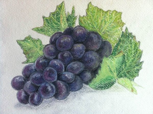 Виноград цветными карандашами