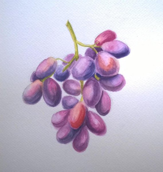 Акварель пастель виноград гроздь