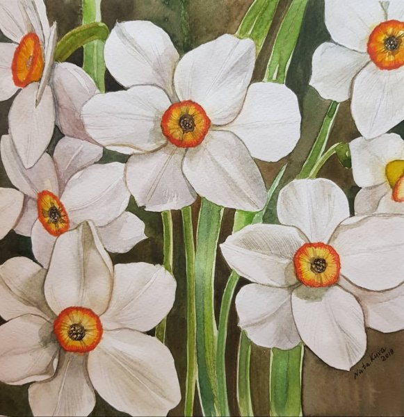 Нарцисс Ботанический скетч