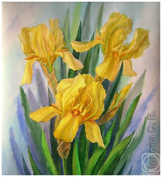 Желтые ирисы акварель
