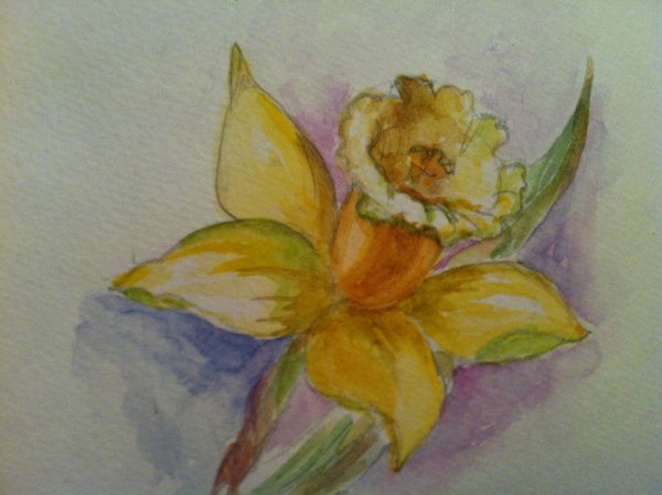 Нарциссы рисунок гуашью