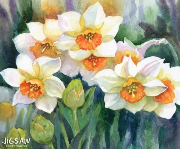 Нарциссы акварелью